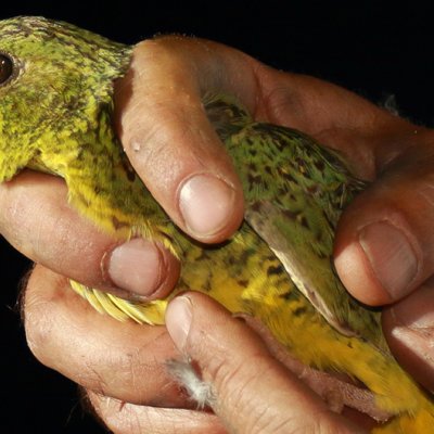 Night parrot